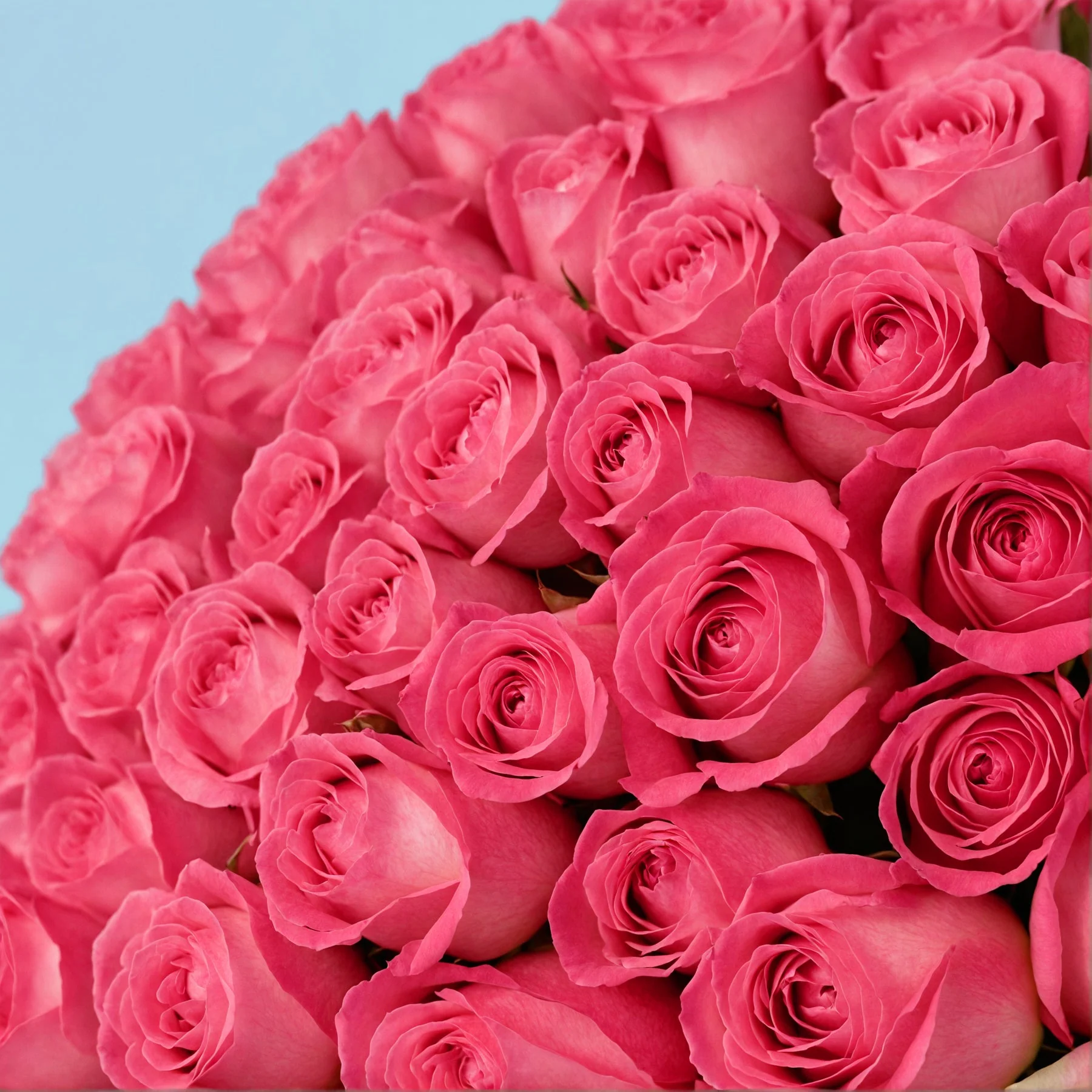 100 Pink Roses - Image 4