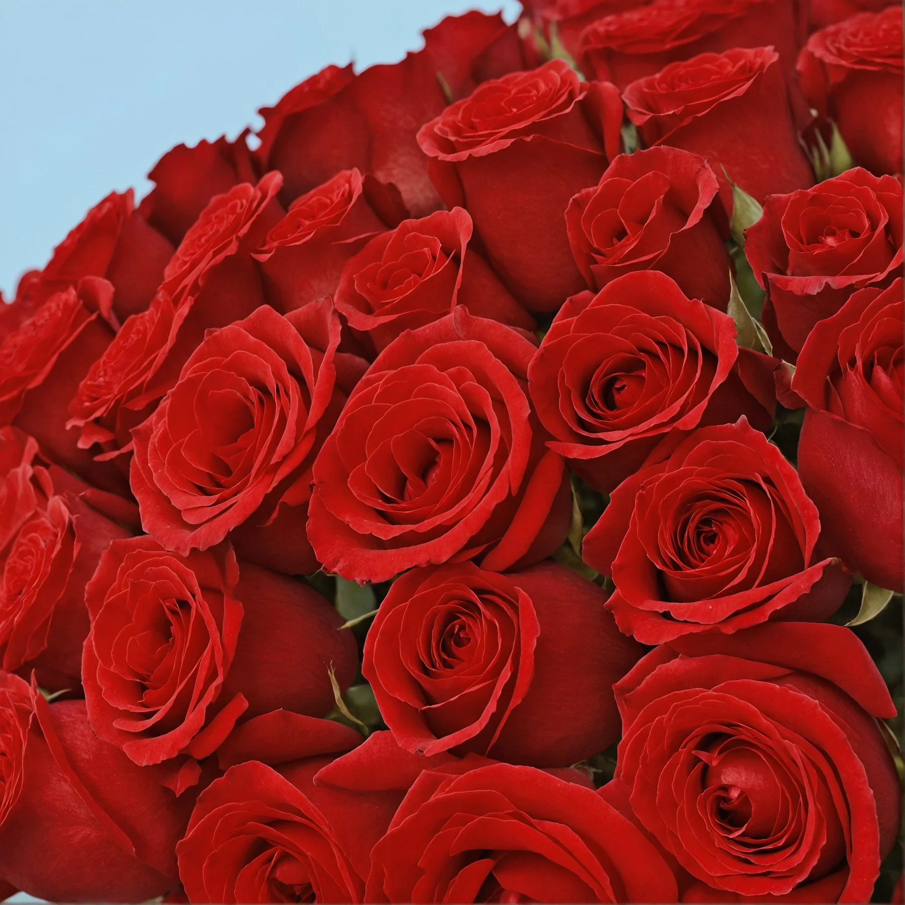 100 Red Roses - Image 4