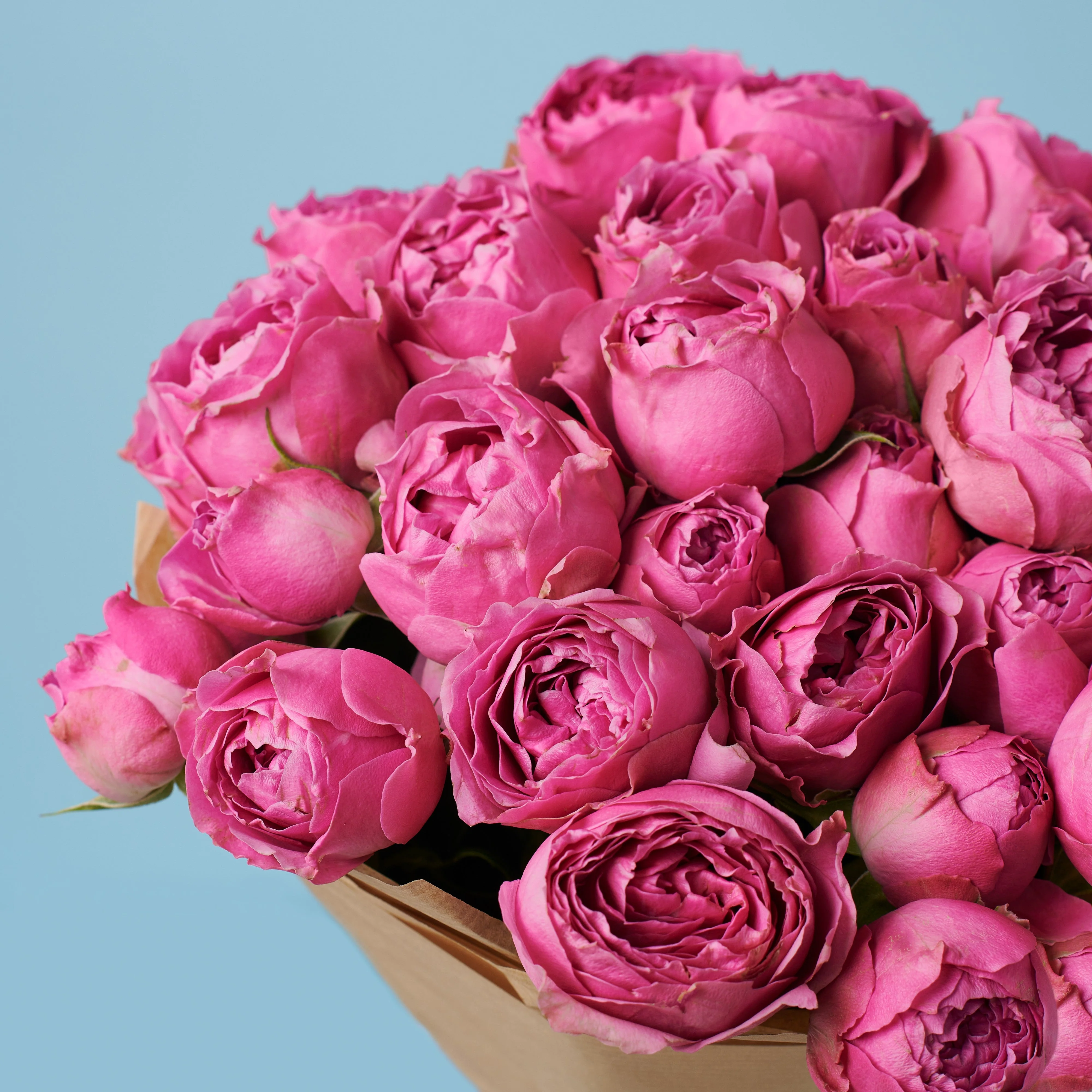 5 Peony Pink Roses - Image 3