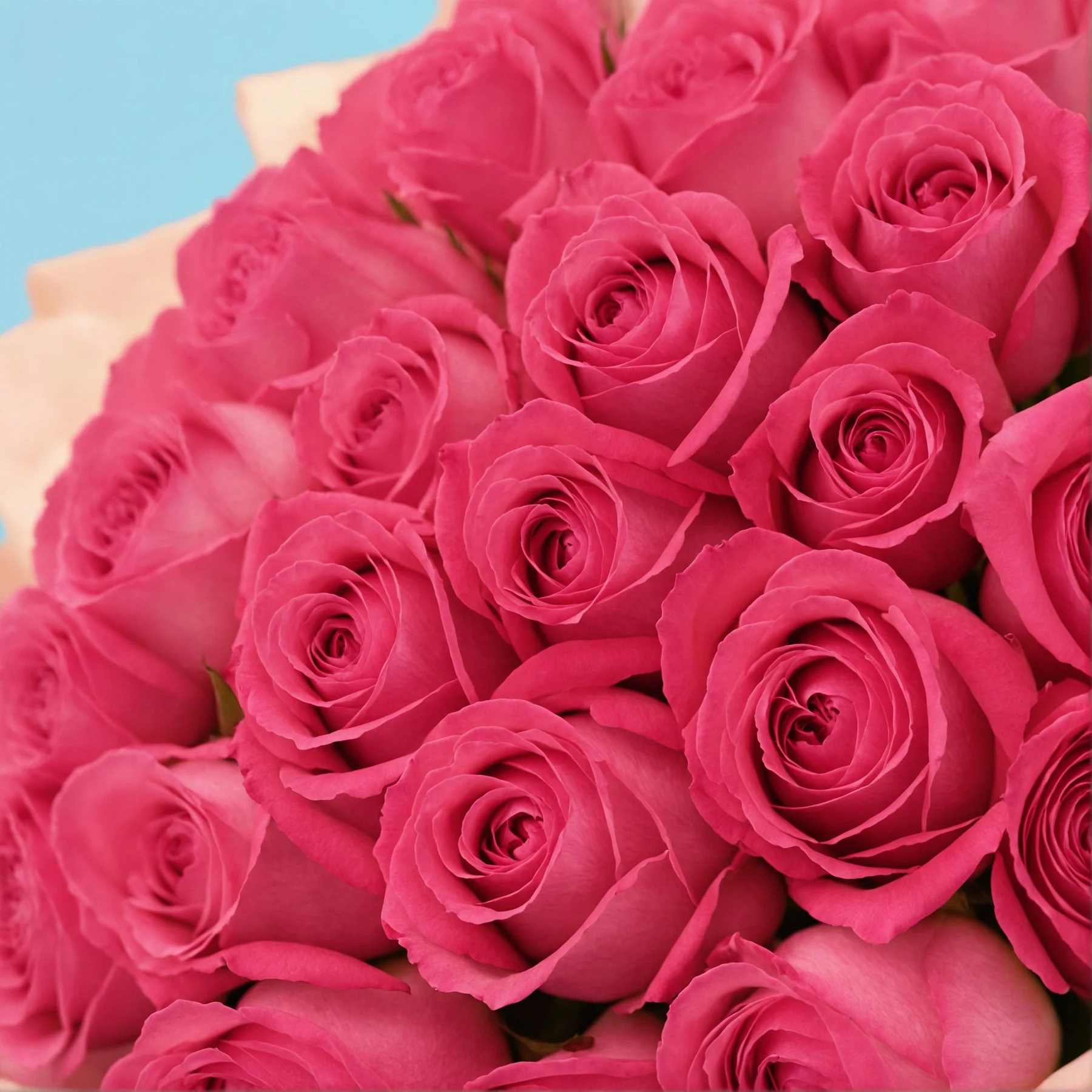 50 Pink Roses - Image 4