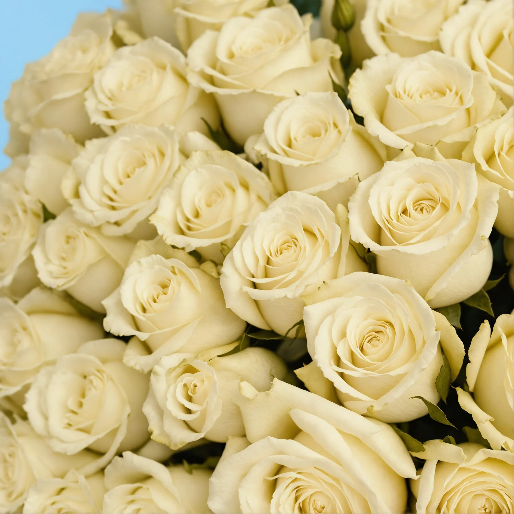 50 White Roses - Image 4