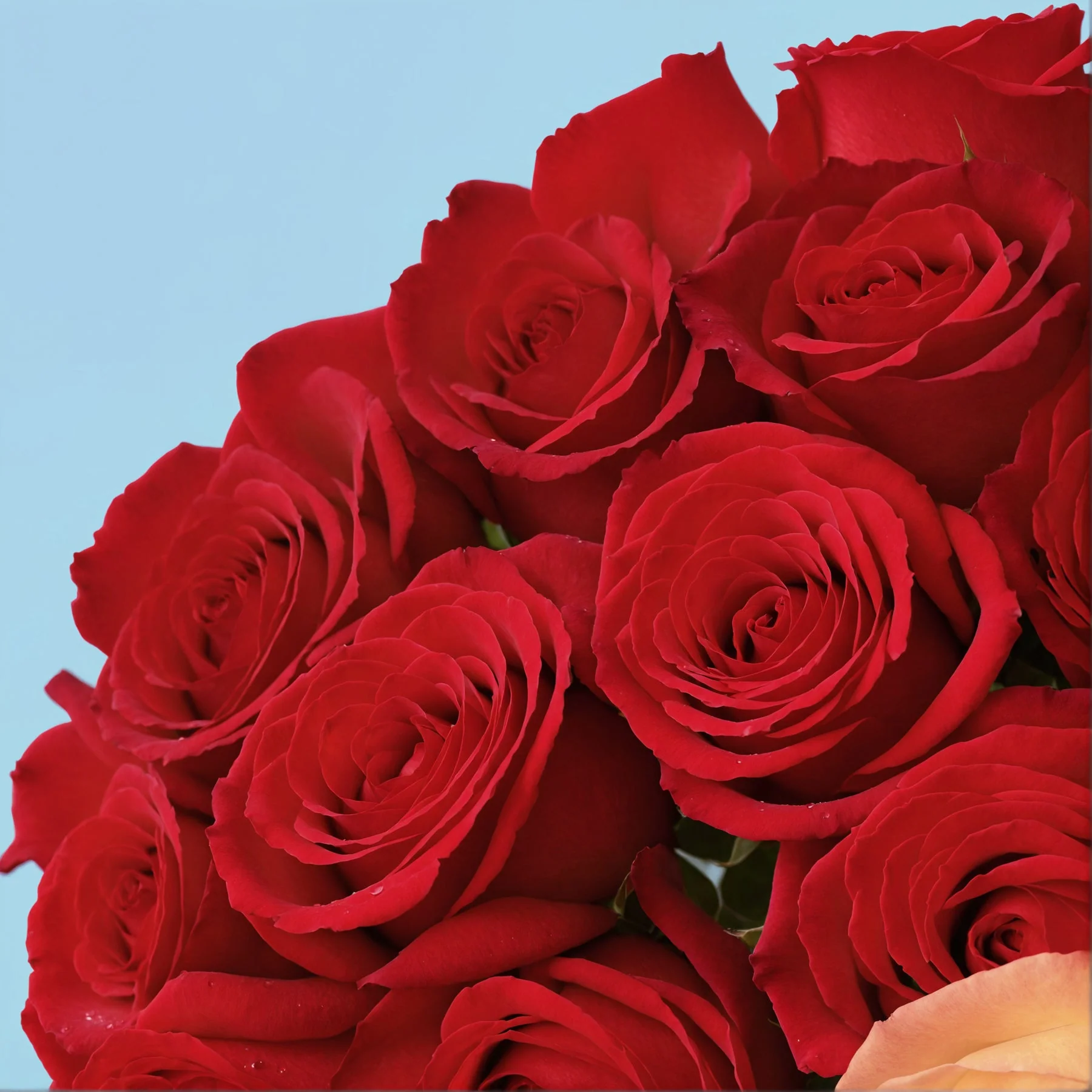 Flower Subscription - Image 33