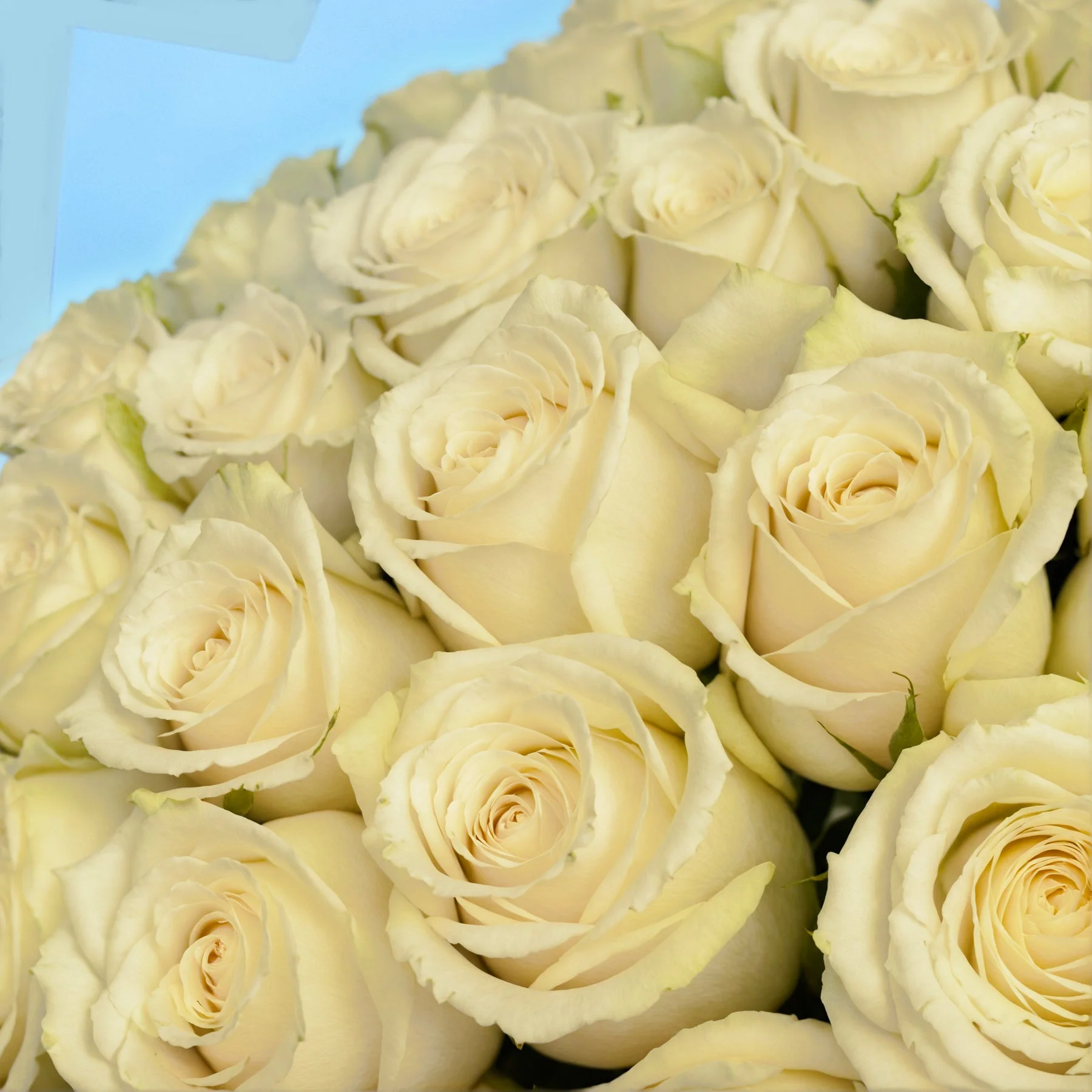 Flower Subscription - Image 42