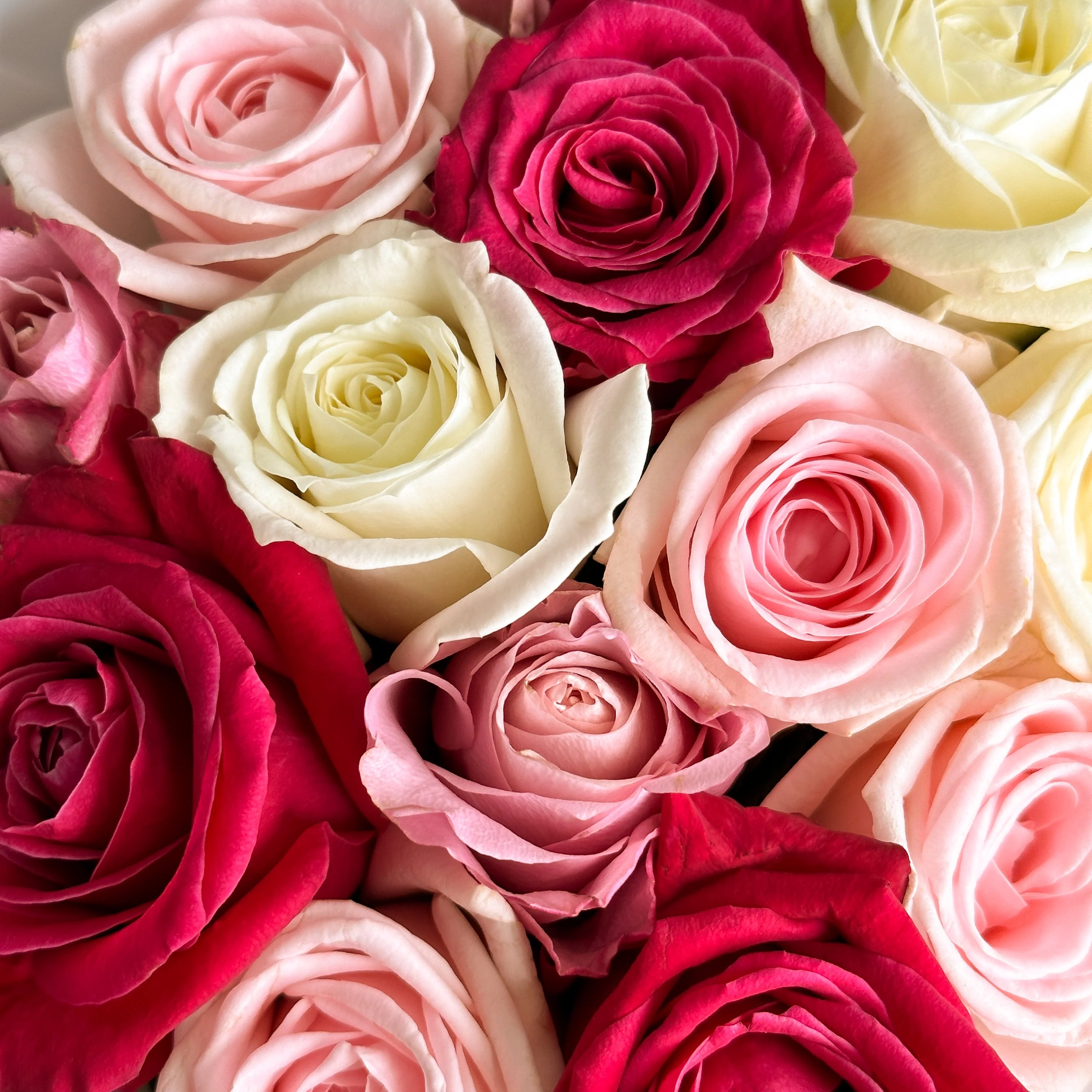 Cute Roses Mix - Image 3